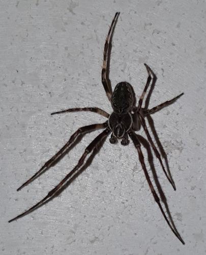 Réf. 297 678 : Larinioides sclopetarius
