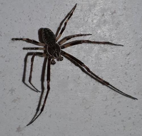 Réf. 297 680 : Larinioides sclopetarius