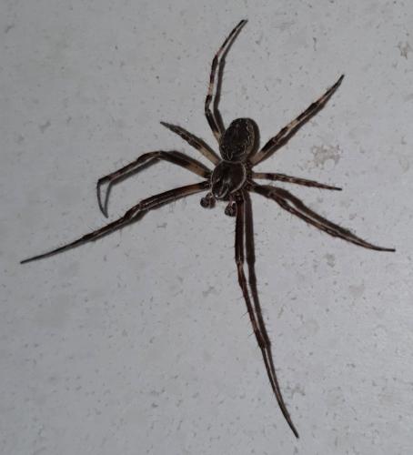 Larinioides sclopetarius