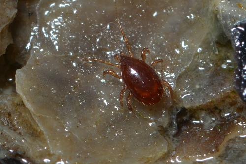 Réf. 297 854 : Hydrogamasus littoralis