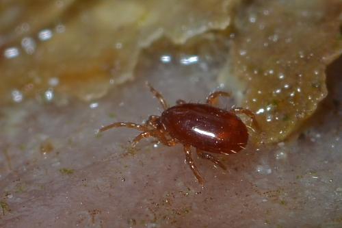 Réf. 297 899 : Hydrogamasus littoralis