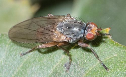 Réf. 297 242 : Gymnomus sp.