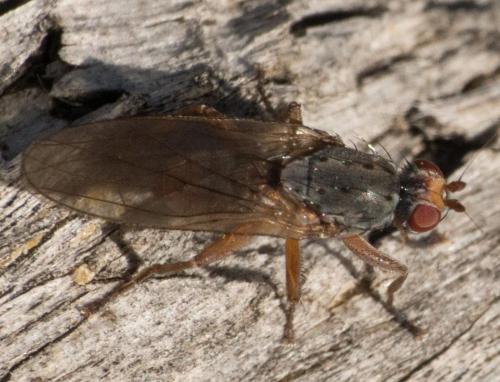 Réf. 297 243 : Gymnomus sp.