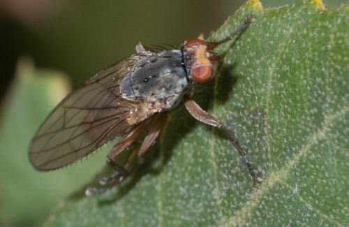 Réf. 297 244 : Gymnomus sp.