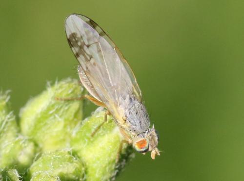 Réf. 297 275 : Acanthiophilus helianthi