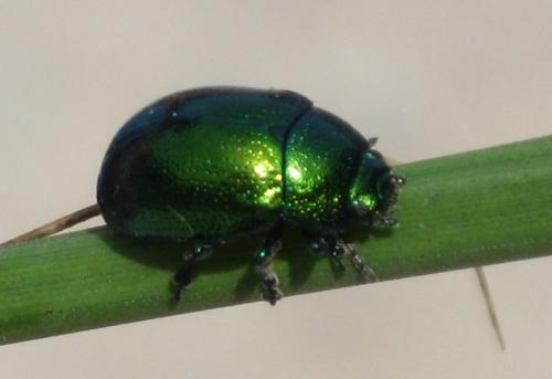 Chrysolina herbacea
