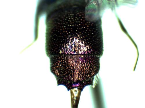 Chrysis corusca