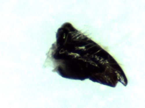Réf. 297 133 : Chrysis interjecta