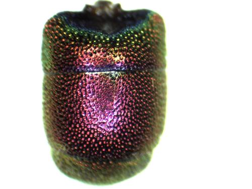Réf. 297 131 : Chrysis interjecta