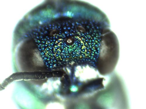 Réf. 297 135 : Chrysis interjecta