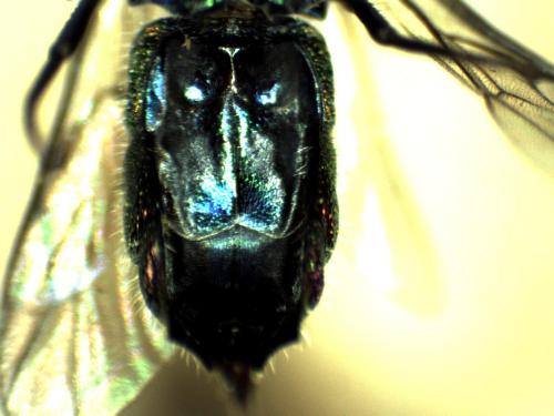 Chrysis corusca