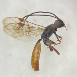 Réf. 297 710 : Xorides csikii