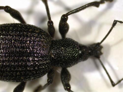 Réf. 297 904 : Otiorhynchus pyrenaeus