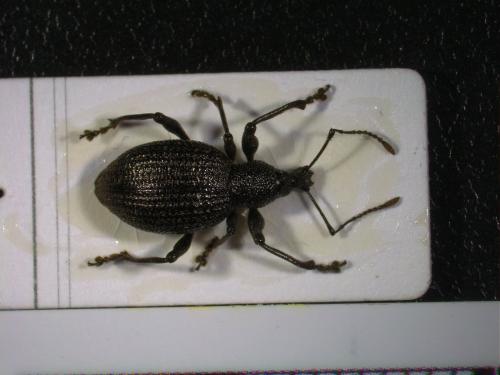 Réf. 297 903 : Otiorhynchus pyrenaeus