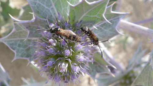 Réf. 297 233 : Colpa sexmaculata