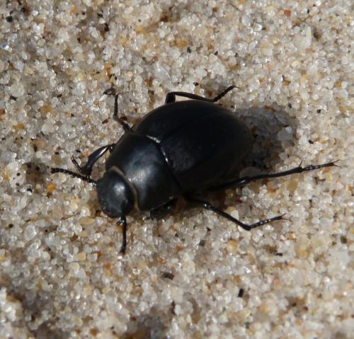 Réf. 297 230 : Erodius lusitanicus
