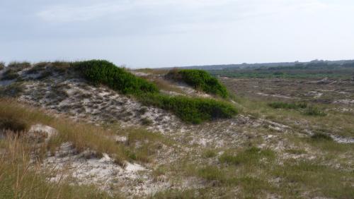 Réf. 297 234 : Colpa sexmaculata