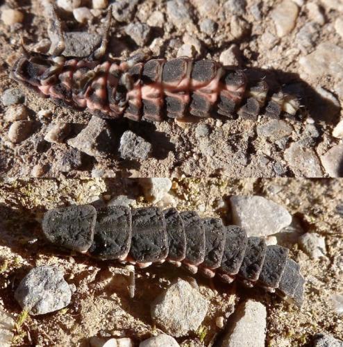Réf. 297 614 : Nyctophila reichii