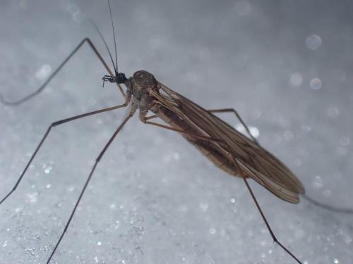 Trichocera sp.