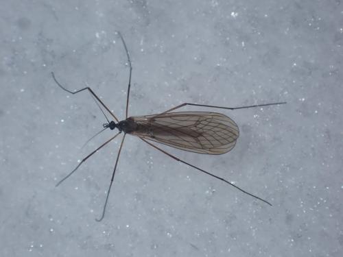 Trichocera sp.