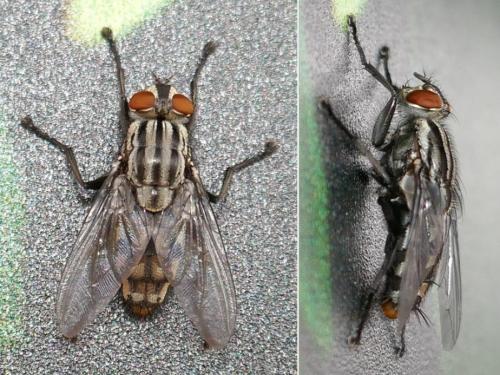 Sarcophaga sp.