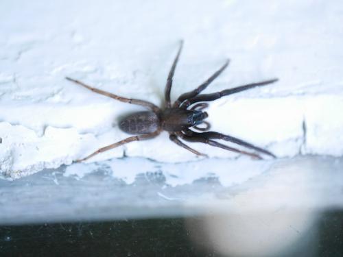 Segestria florentina