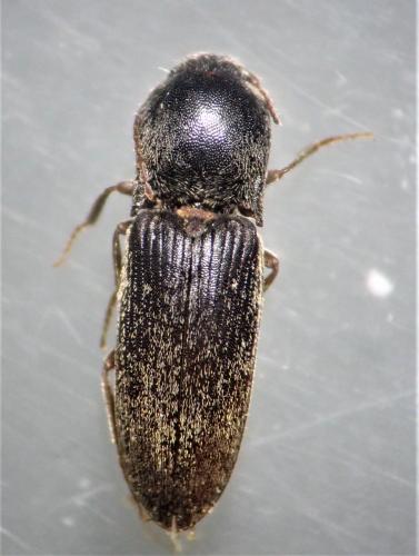 Agriotes sordidus