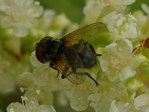 Phasia sp.