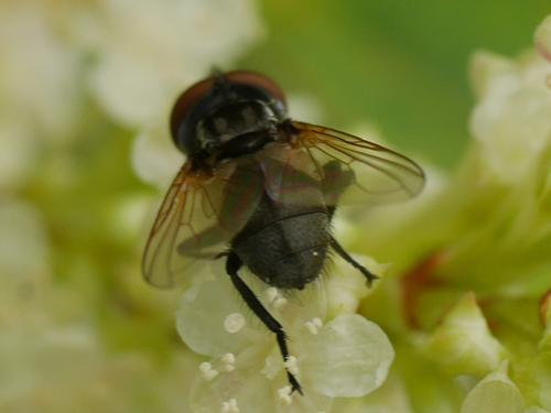 Réf. 297 052 : Phasia sp.