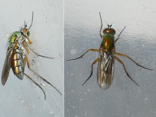 Poecilobothrus nobilitatus