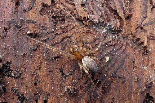 Neriene montana