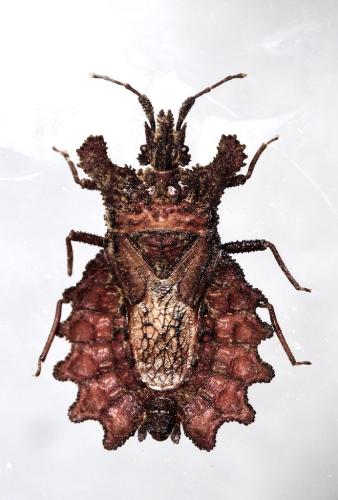 Dysodius sp.