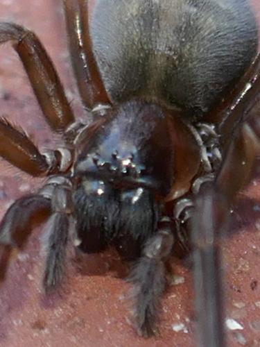 Amaurobius ferox