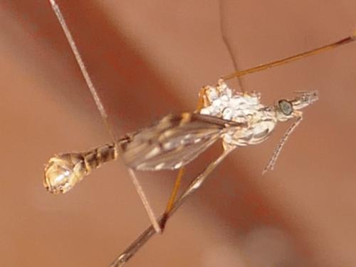Tipula confusa