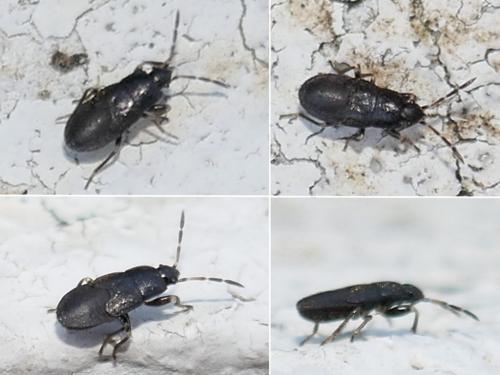 Megalonotus sp.