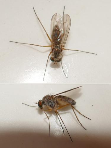 Sciapus sp.