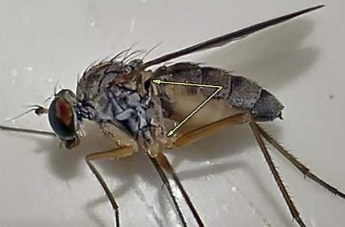 Sciapus sp.