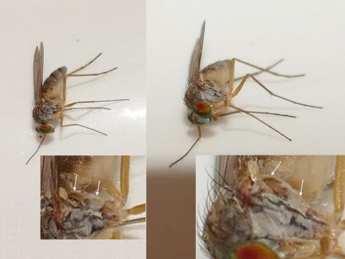 Sciapus sp.