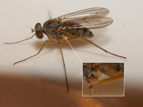 Sciapus sp.