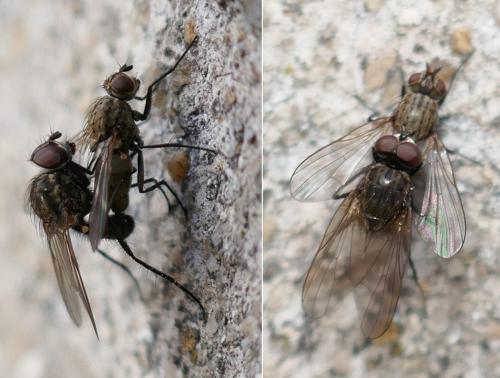 Réf. 297 217 : Anthomyiinae inconnu