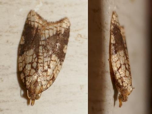 Acleris rhombana