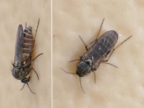 Réf. 297 447 : Dasyhelea sp.