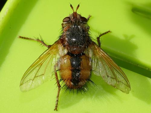 Réf. 297 551 : Tachina fera