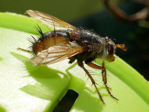 Réf. 297 552 : Tachina fera