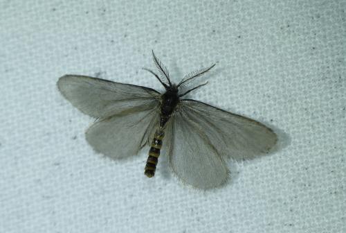 Rebelia plumella