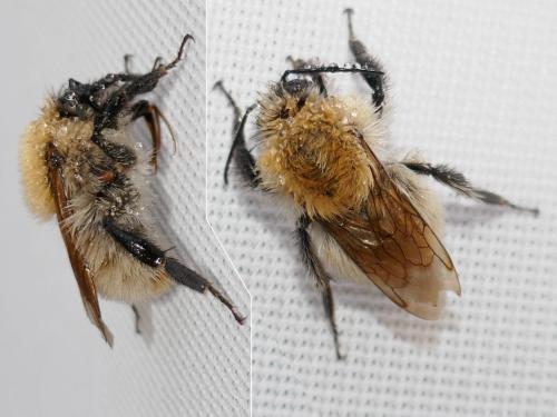 Réf. 297 385 : Bombus pascuorum
