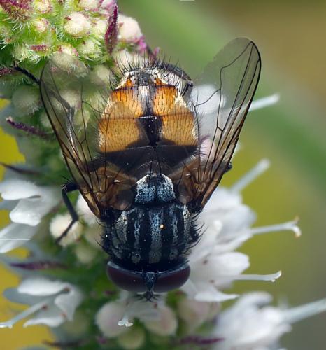 Réf. 297 040 : Musca autumnalis