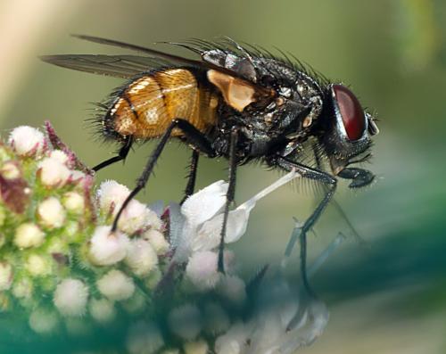 Réf. 297 039 : Musca autumnalis