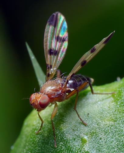 Réf. 297 206 : Geomyza tripunctata
