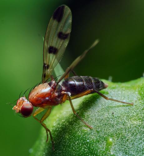 Geomyza tripunctata